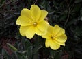 Yellow flowers of common Evening Primrose. Royalty Free Stock Photo