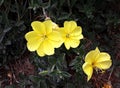 Yellow flowers of common Evening Primrose. Royalty Free Stock Photo