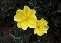 Yellow flowers of common Evening Primrose. Royalty Free Stock Photo