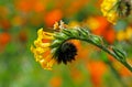 Yellow flowers of common fiddleneck