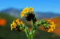 Yellow flowers of common fiddleneck