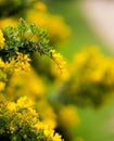 Yellow flowers of the common gorse bush with a blurry background Royalty Free Stock Photo