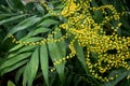 Yellow flowers of Neanthe bella palm / Chamaedorea elegans Royalty Free Stock Photo