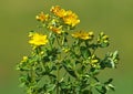 Yellow flowers of common or perforate St John`s wort, Hypericum perforatum