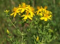 Yellow flowers of common or perforate St John`s wort plant, Hypericum perforatum