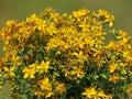 Yellow flowers of common or perforate St John`s wort plant, Hypericum perforatum