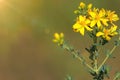 Yellow flowers of common or perforate St John`s wort plant, Hypericum perforatum