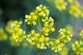 Yellow flowers of common rue Ruta graveolens macro shot of the