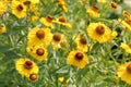 Yellow flowers of common sneezeweed or Helenium autumnale