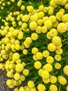 Yellow flowers: Common Tansy bitter buttons, cow bitter, or golden buttons with blurred background