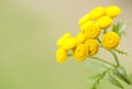 Yellow flowers of common tansy