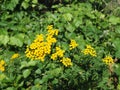 Yellow flowers of common tansy, Tanacetum vulgare