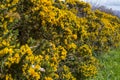 Yellow flowers on a common whin bush or gorse displaying their full spring glory in County Down Northern Ireland. These heavily th Royalty Free Stock Photo