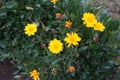 The Yellow flowers from the Coreopsis lanceolata plant