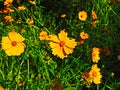 Yellow flowers Coreopsis pubescent