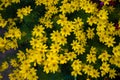 Yellow flowers of the Coreopsis verticillata, Threadleaf, Whorled tickseed
