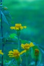 Yellow flowers in the corner with blurred garden background Royalty Free Stock Photo