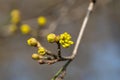 Yellow flowers of Cornus mas, close-up. Cornel, the Cornelian cherry, European cornel, Cornelian cherry dogwood Royalty Free Stock Photo