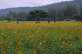 Yellow flowers of cosmos field with forest and mountain background Royalty Free Stock Photo