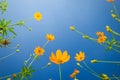 Yellow flowers. Yellow Cosmos with green leaves against the blue sky in Garden. Royalty Free Stock Photo