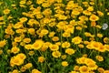 Yellow flowers of Cota tinctoria plants