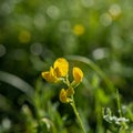 Yellow flowers covered with dew drops on a blurred background of the meadow in the morning light Royalty Free Stock Photo