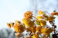 Yellow flowers are covered with frost. yellow chrysanthemums covered snow