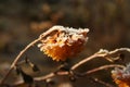 Yellow flowers are covered with frost. yellow chrysanthemums covered snow