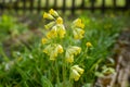 Yellow flowers of cowslip, common cowslip, cowslip primrose (Primula veris