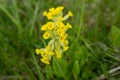 Yellow flowers of cowslip, common cowslip, cowslip primrose (Primula veris