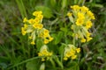 Yellow flowers of cowslip, common cowslip, cowslip primrose (Primula veris