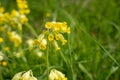 Yellow flowers of cowslip, common cowslip, cowslip primrose (Primula veris