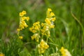 Yellow flowers of cowslip, common cowslip, cowslip primrose (Primula veris