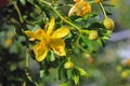 Yellow flowers of Creosote bush and Greasewood