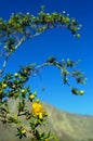 Yellow flowers of Creosote bush and Greasewood