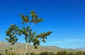 Yellow flowers of Creosote bush and Greasewood