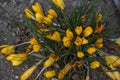 Yellow flowers of Crocus chrysanthus plant