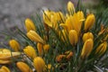 Yellow flowers of Crocus chrysanthus plant