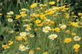 Yellow flowers of Crown daisy Glebionis coronaria, syn. Chrysanthemum coronarium in garden Royalty Free Stock Photo