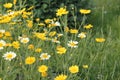 Yellow flowers of Crown daisy Glebionis coronaria, syn. Chrysanthemum coronarium in garden Royalty Free Stock Photo