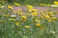 Yellow flowers of Crown daisy Glebionis coronaria, syn. Chrysanthemum coronarium in garden Royalty Free Stock Photo