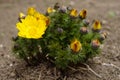 Yellow flowers adonis vernalis in the garden Royalty Free Stock Photo