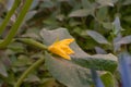 Yellow flowers of cucumbers blooming in the garden close up. Royalty Free Stock Photo