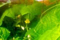 Yellow flowers of cucumbers in a greenhouse with high humidity and heat in green leaves with sunlight