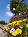 Yellow flowers on the curbside with palm trees and blue sky