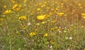 Yellow flowers of curlycup gumweed, Grindelia squarrosa Royalty Free Stock Photo