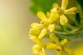 Yellow flowers of currant. Ribes aureum Pursh. Selective focus. Creative vintage background Royalty Free Stock Photo