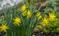 Yellow flowers daffodils in a flower bed. Spring flower Narcissus. Beautiful bush in the garden. Nature background Royalty Free Stock Photo