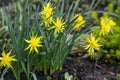 Yellow flowers daffodils in a flower bed. Spring flower Narcissus. Beautiful bush in the garden. Nature background Royalty Free Stock Photo
