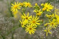 Yellow flowers, daisies, field meadow wild flowers Royalty Free Stock Photo